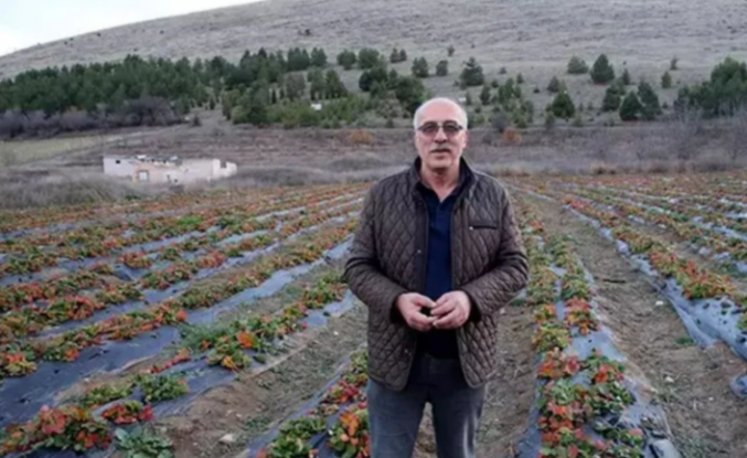 Emeklilik Hobisi Dev Bir Girişime Dönüştü: Tokat’ın Zile Çileği Yok Satıyor!